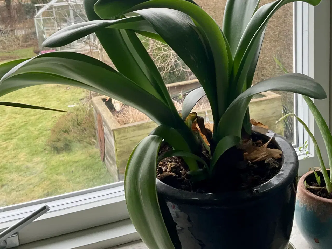 Billede 2 - Forskellige stueplanter