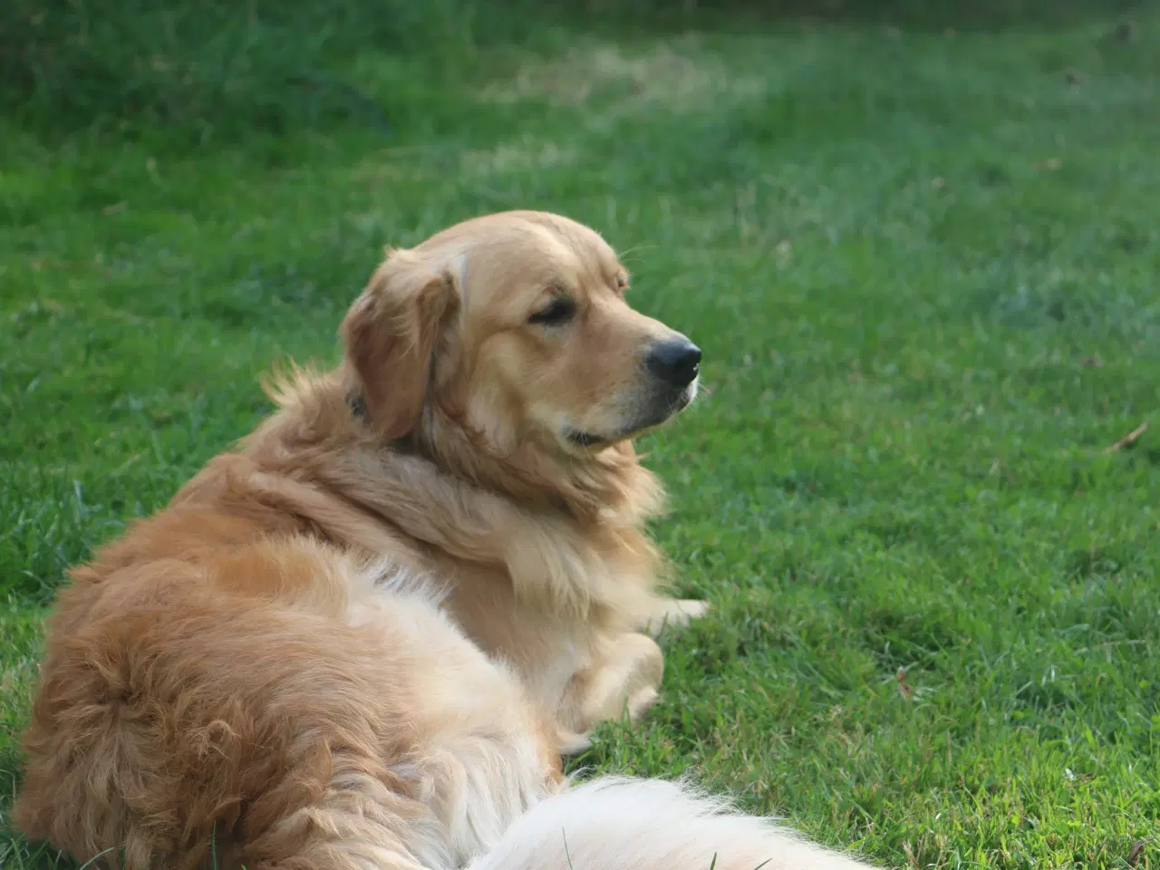 Billede 3 - Golden Retriever tilbydes til parring - Nyheder !