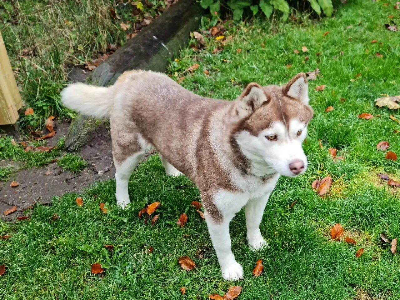 Billede 3 - Dejlig husky pige på 3 år søger nyt hjem