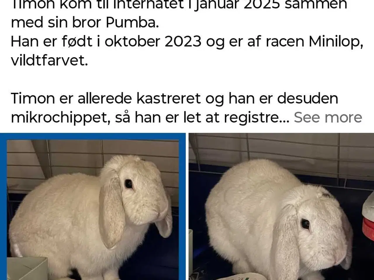 Billede 2 - Timon, kastreret han minilop kanin dreng