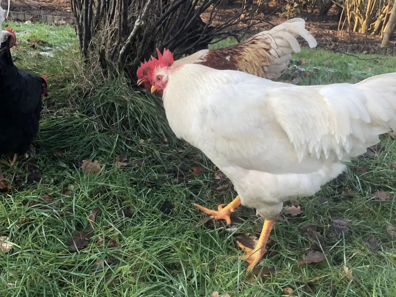 Billede 4 - Haner søger ny hønsegård