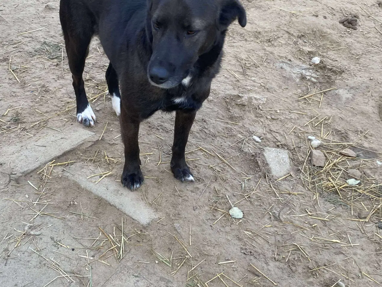 Billede 8 - Lækre Berry søger 4ever familie💙