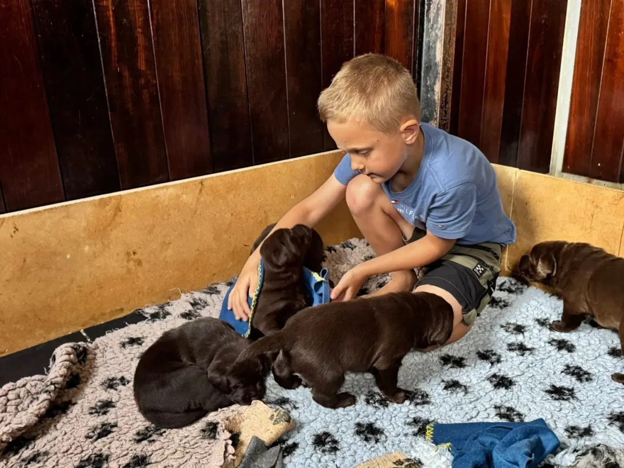 Billede 6 - Brune Labrador hvalpe med DKK stamtavle