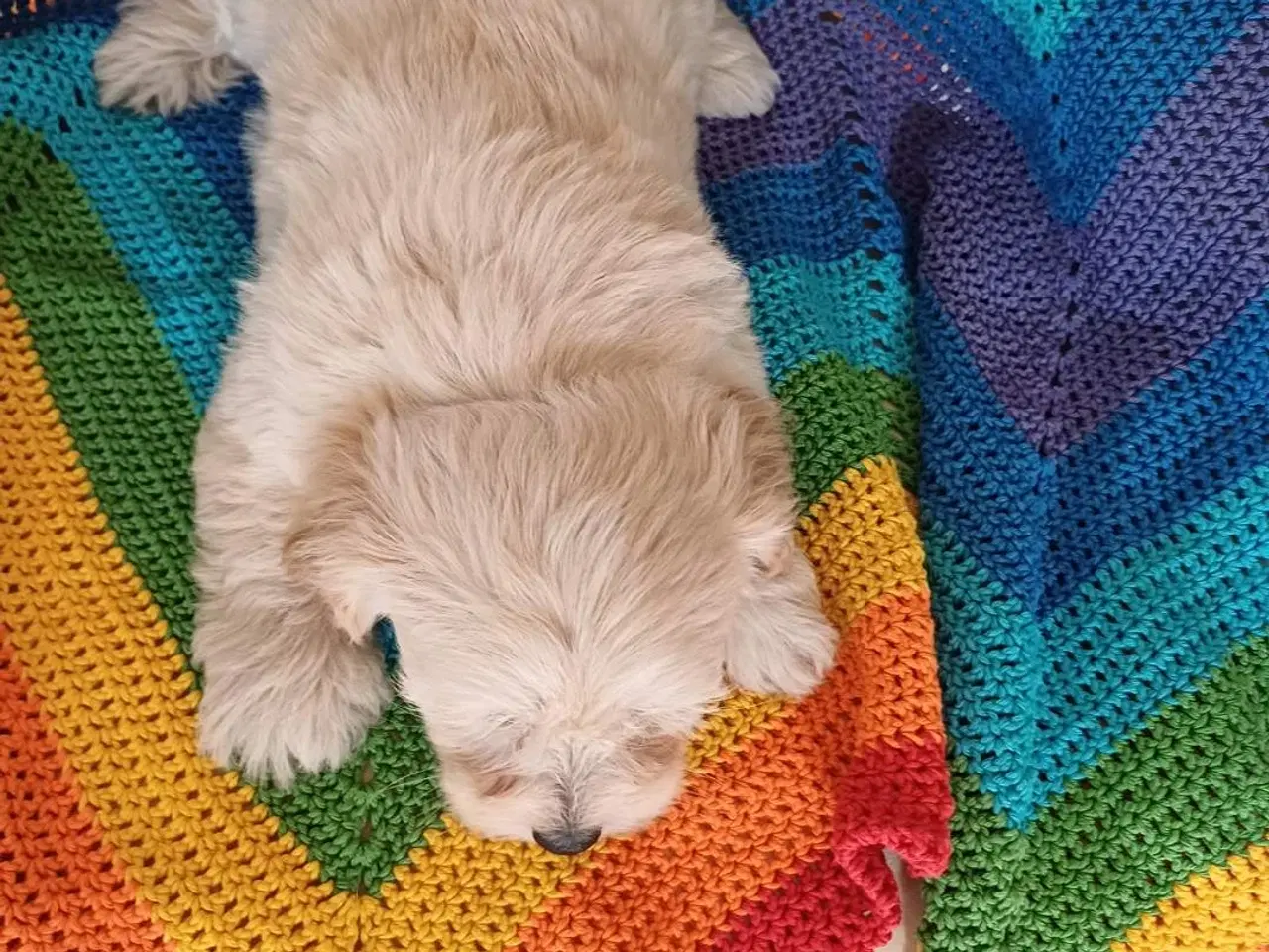Billede 13 - Maltipoo hvalpe sælges 