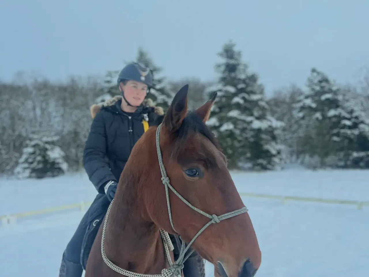 Billede 4 - Sødeste vallak 