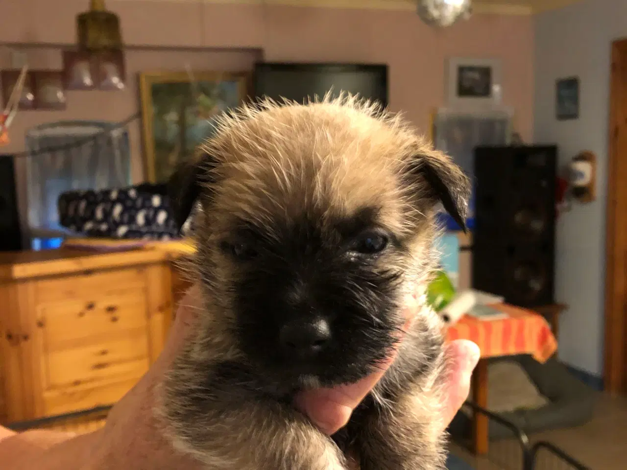 Billede 6 - Cairn Terrier hvalpe