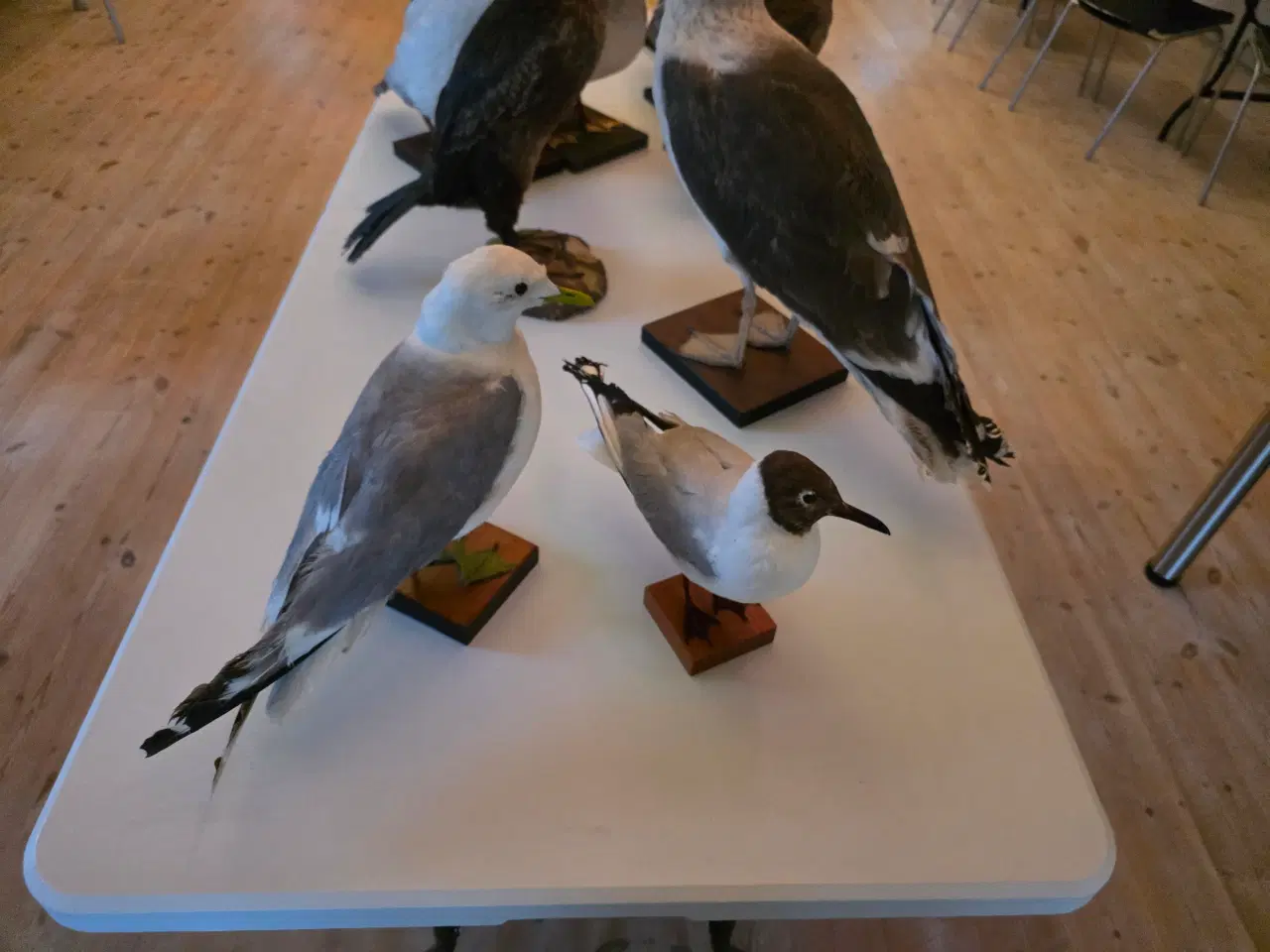 Billede 3 - Vandfugle sælges, enten samlet eller hver for sig