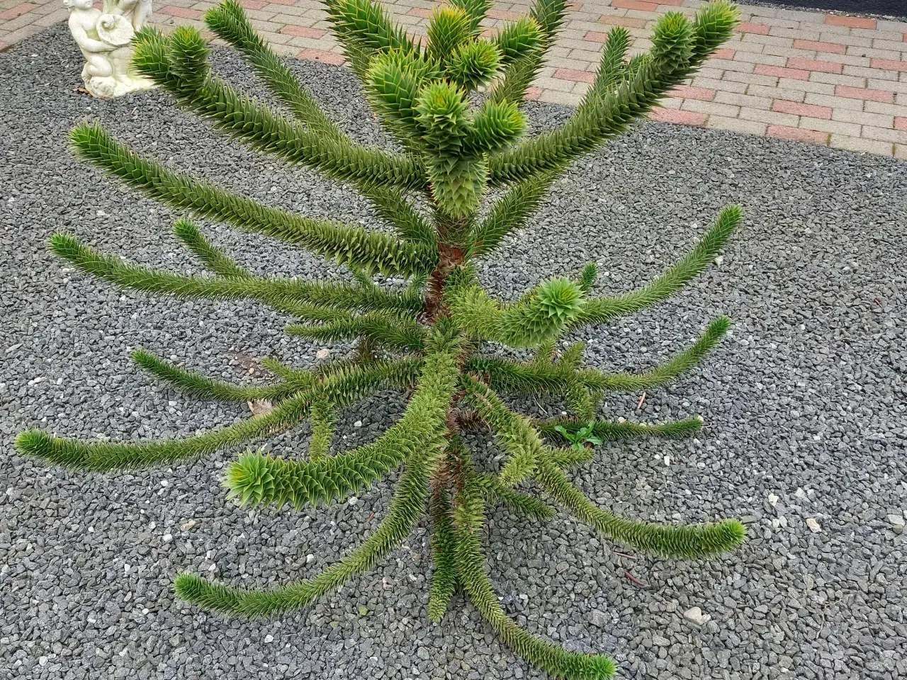 Billede 3 - Træ abernes skræk