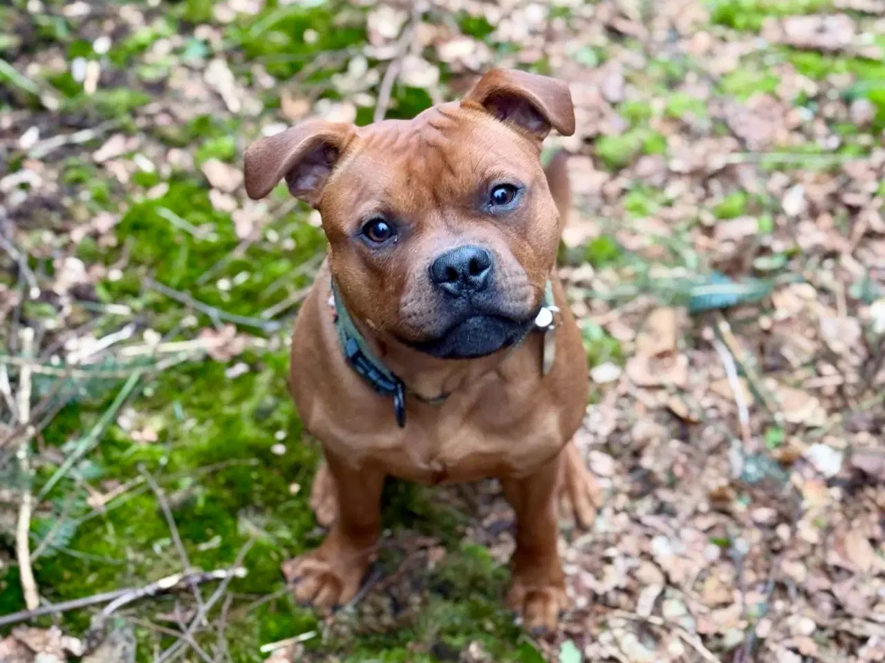 Billede 20 - Staffordshire Bull Terrier han