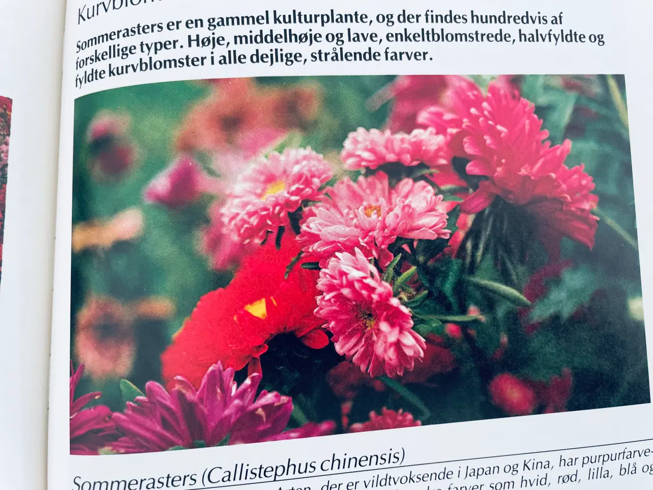 Billede 5 - Alt om stueplanter 