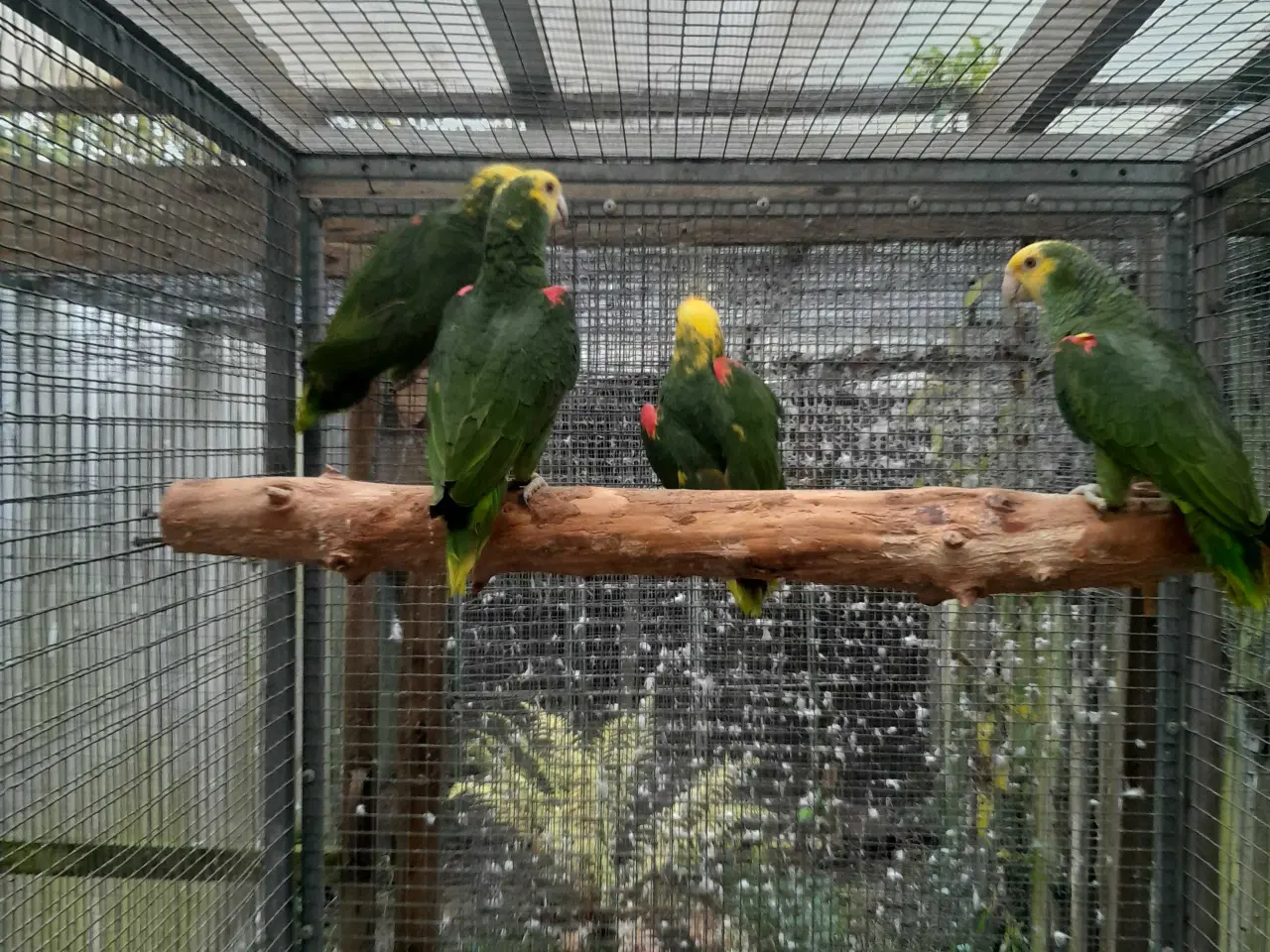 Billede 1 - Amazonas magna og oratrix