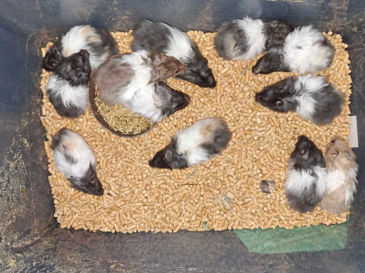 Billede 4 - Guldhamster langhåret 