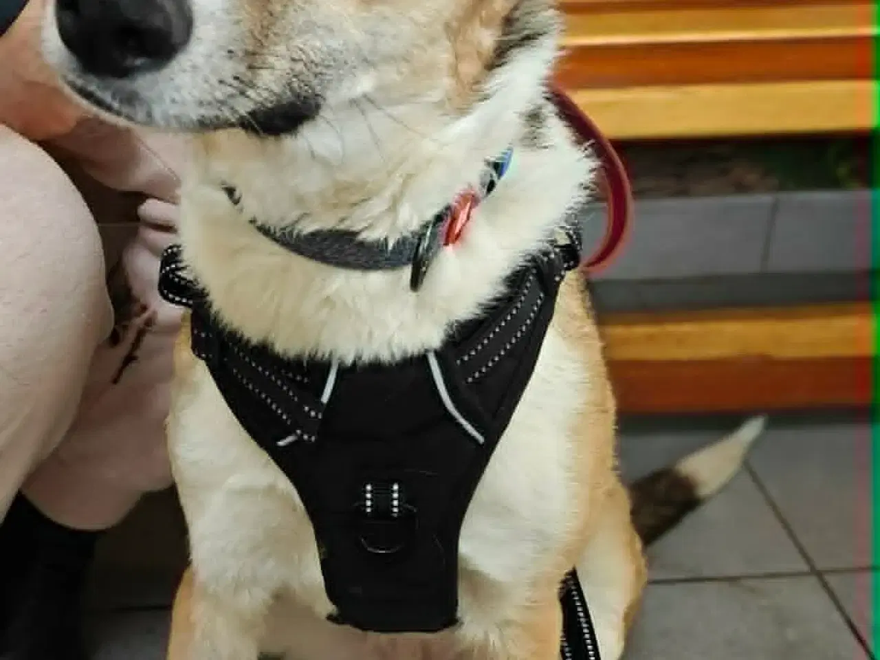 Billede 1 - Smukke Ela søger sit eget hjem