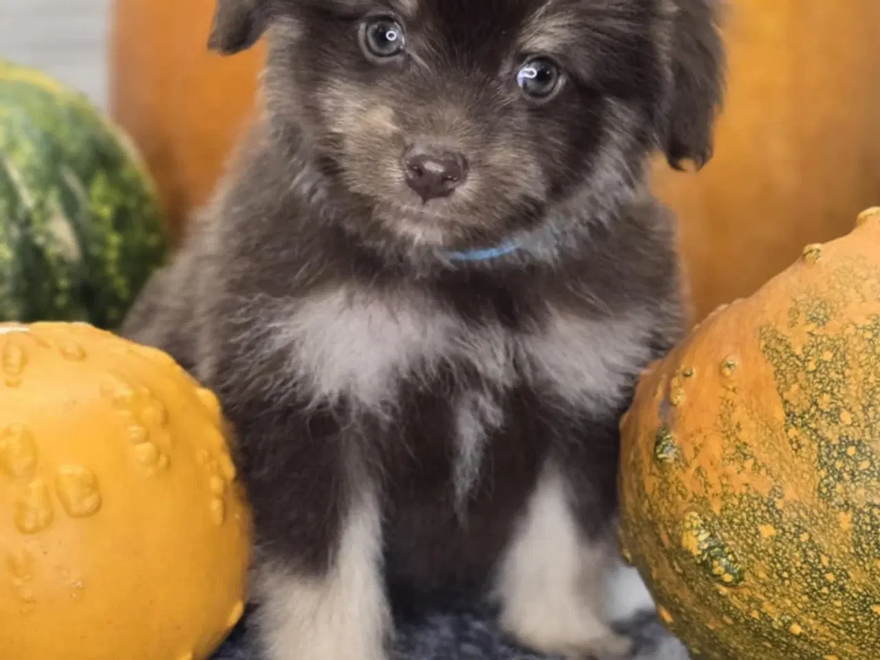 Billede 2 -  Brune Pomapoo Hvalpe