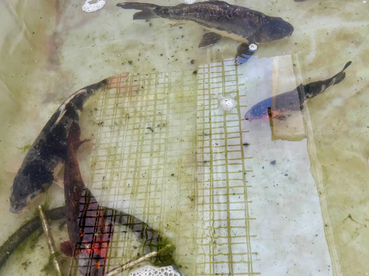 Billede 2 - 5 koikarper BILLIGT!