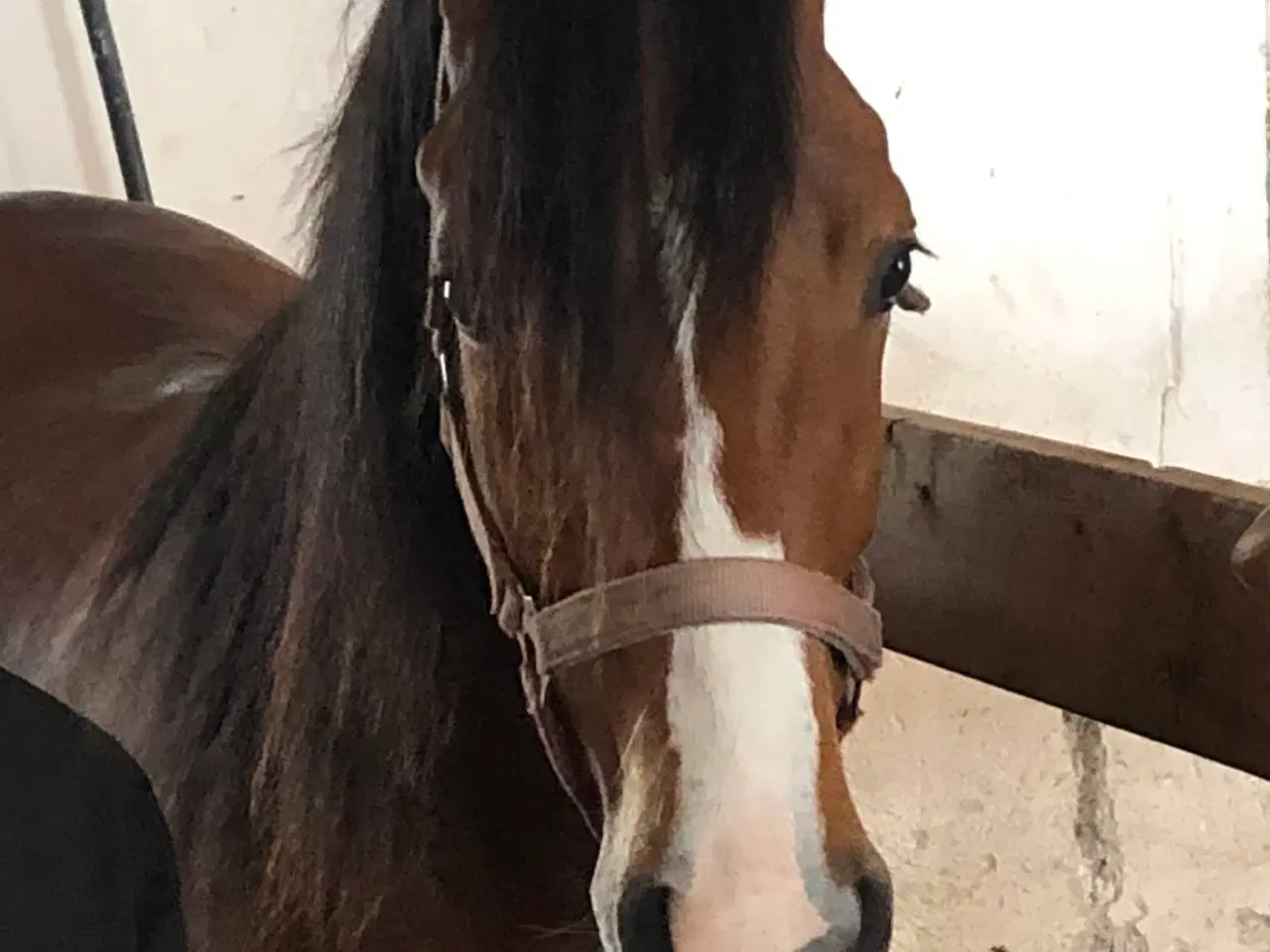 Billede 9 - Fantastisk welsh pony