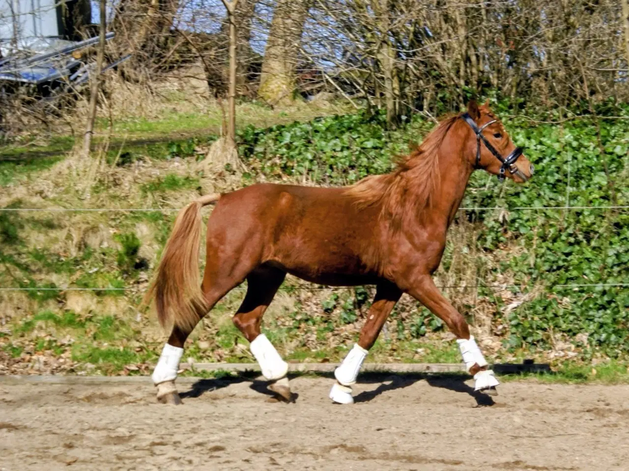 Billede 6 - Dansk Sports pony ( kat 1)