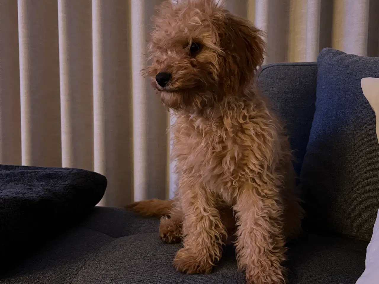 Billede 2 - Cavapoo