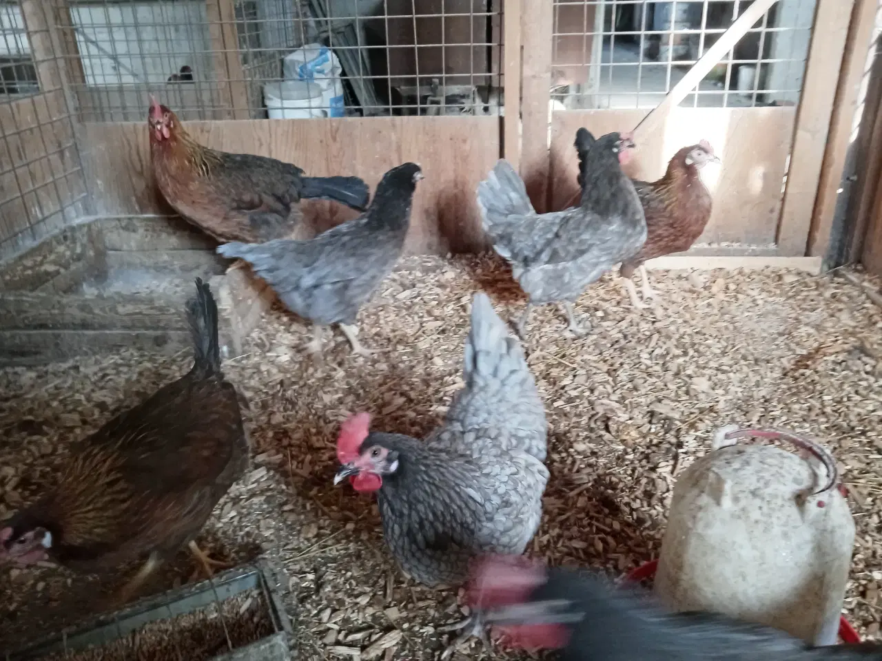 Billede 3 - Høns
