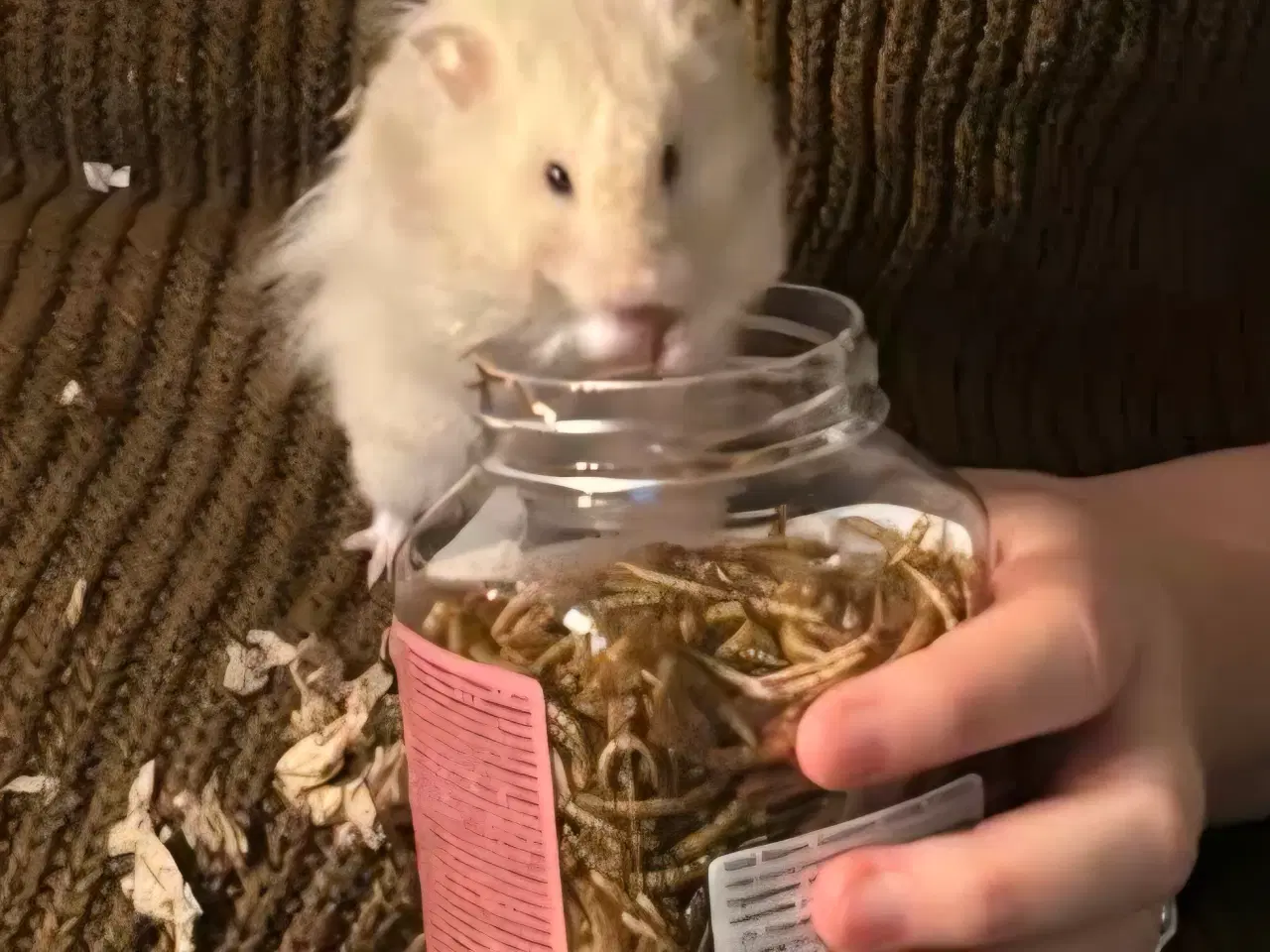 Billede 5 - Langhåret guldhamster med tilbehør 