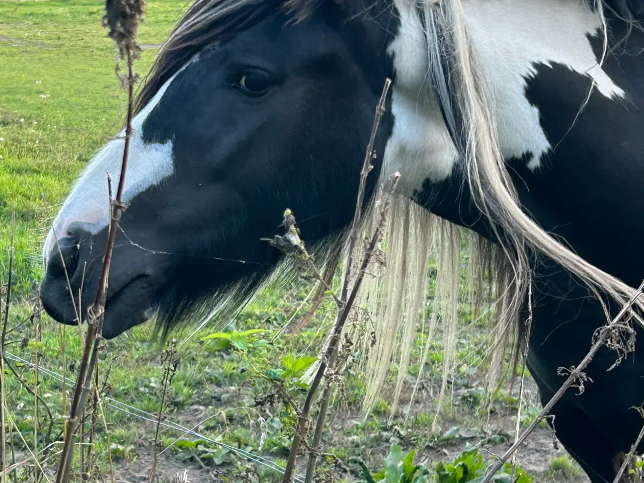 Billede 9 - Super skøn og smuk irish cob 