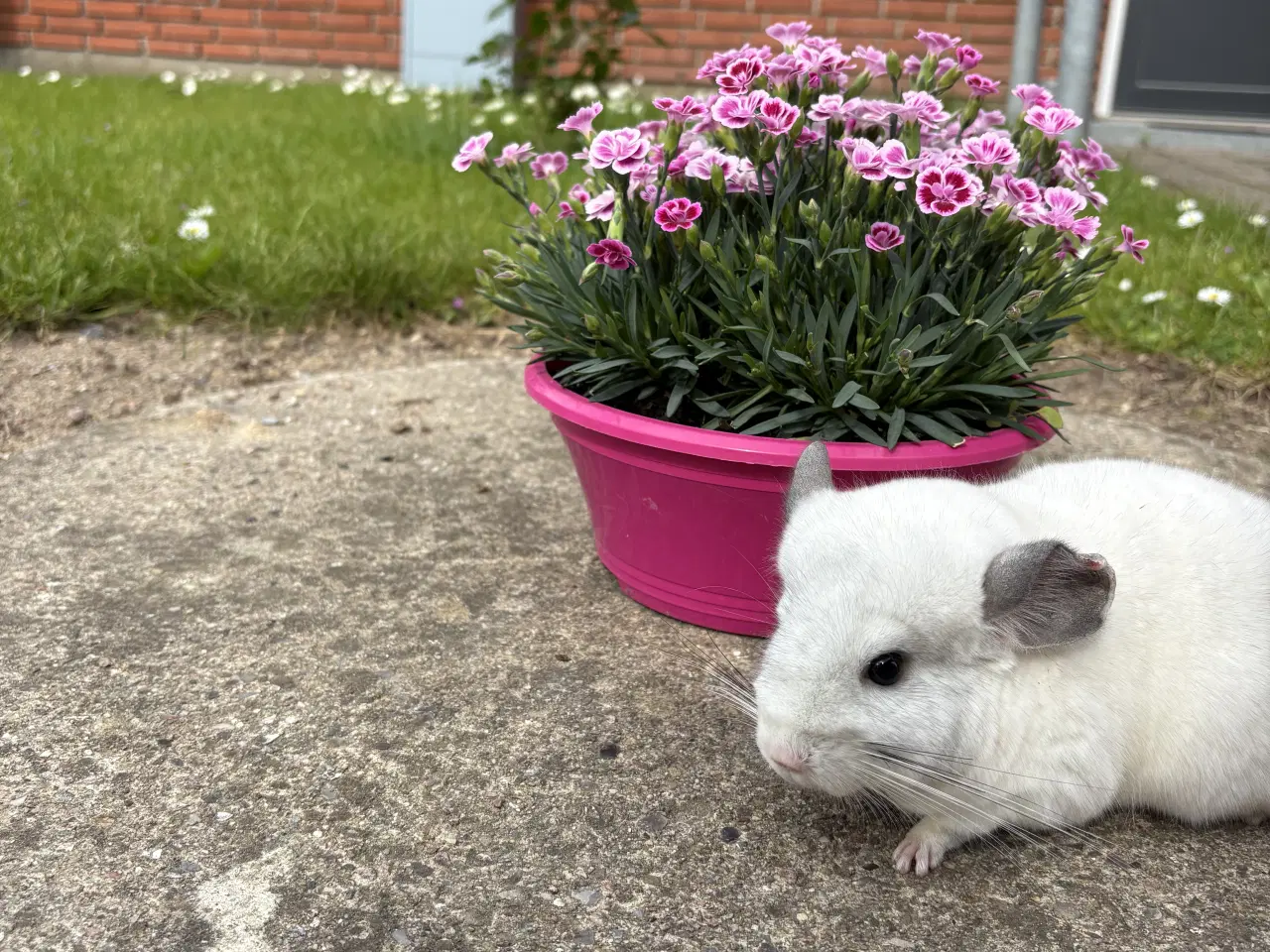Billede 1 - HAN Wilson White chinchilla 