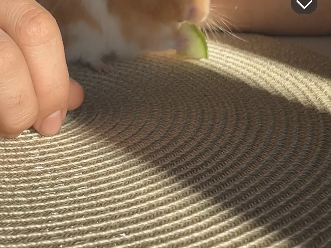Billede 1 - Hamster sælges