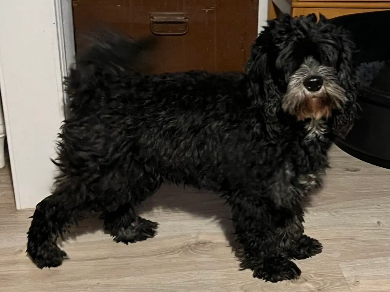 Billede 1 - Cavapoo tæve sælges