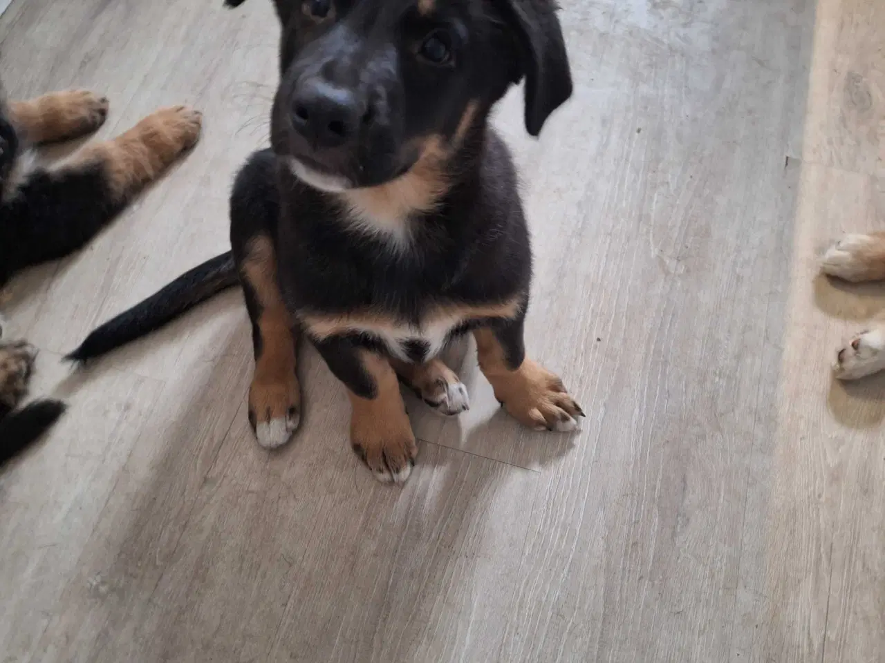 Billede 3 - Euro Mountain Sheparnese (Berner Sennen+Schæfer) 