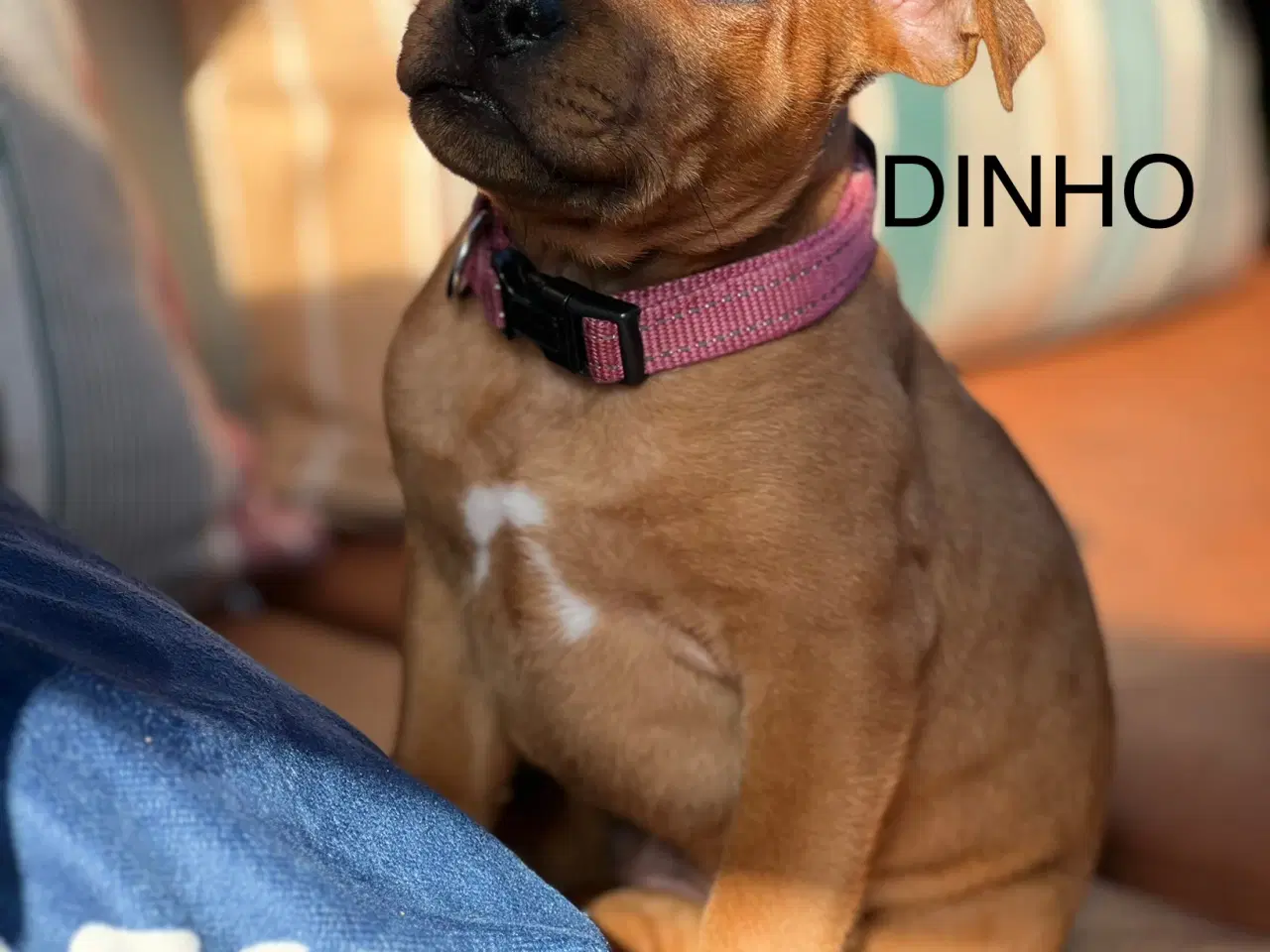 Billede 1 - Staffordshire Bull Terrier Hvalpe m. fin Stamtavle