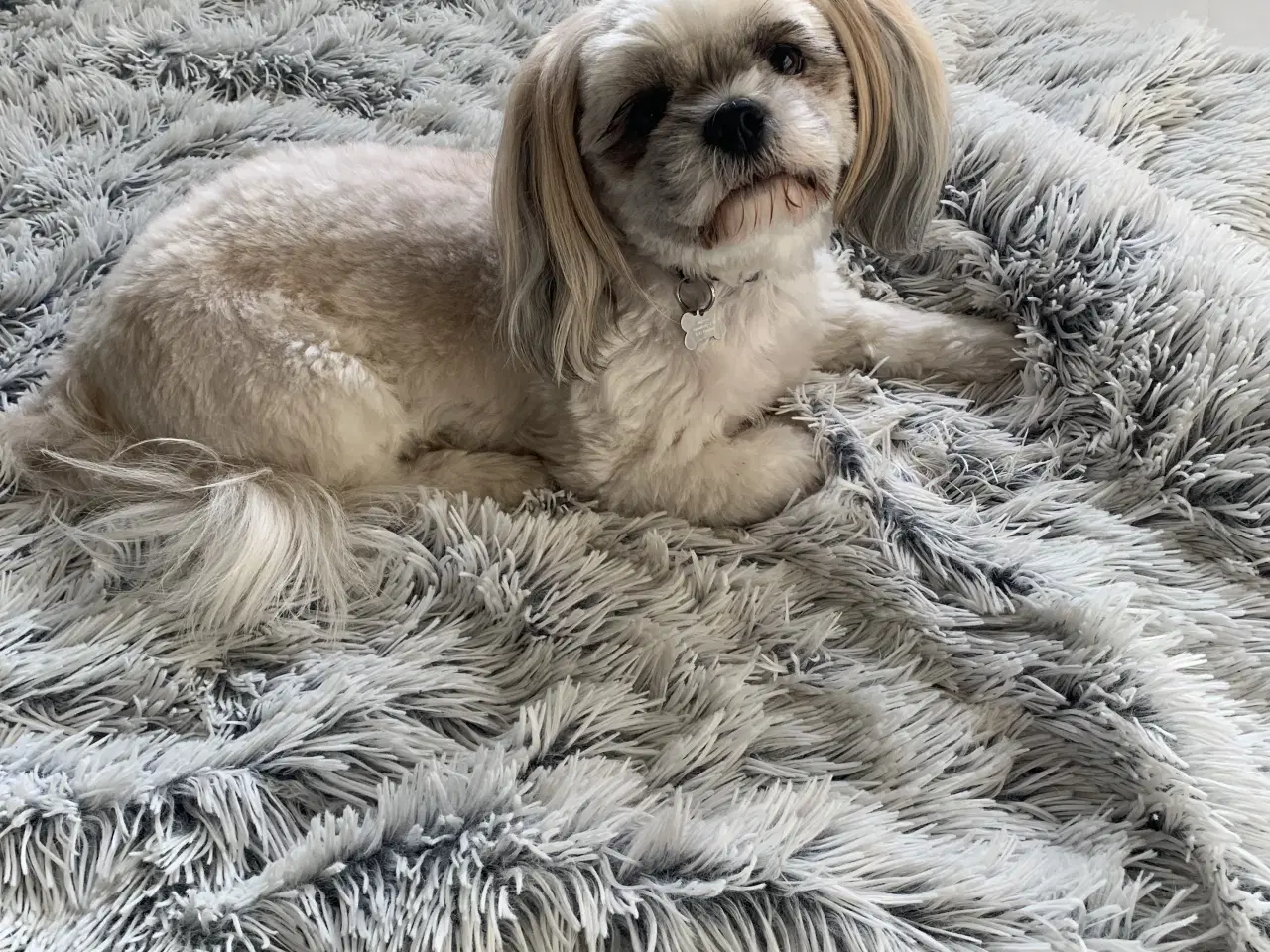 Billede 3 - Boomer hvalpe (Shih Tzu/Malteser)
