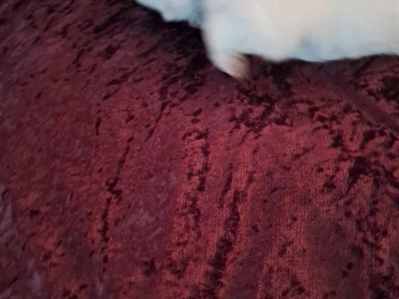 Billede 7 - dejlige hvalpe søger nyt hjem