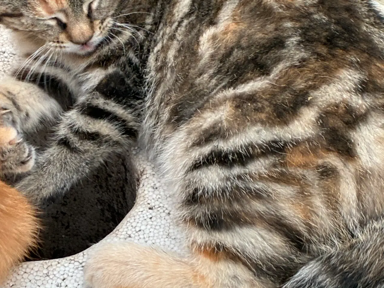 Billede 3 - Kattekillingen skildpadde farvet hunkat 