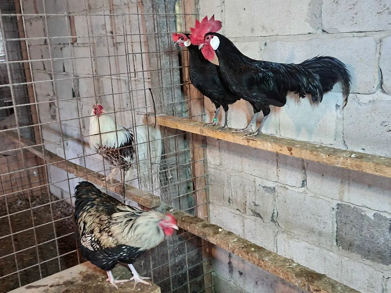 Billede 1 - Dværghøns 