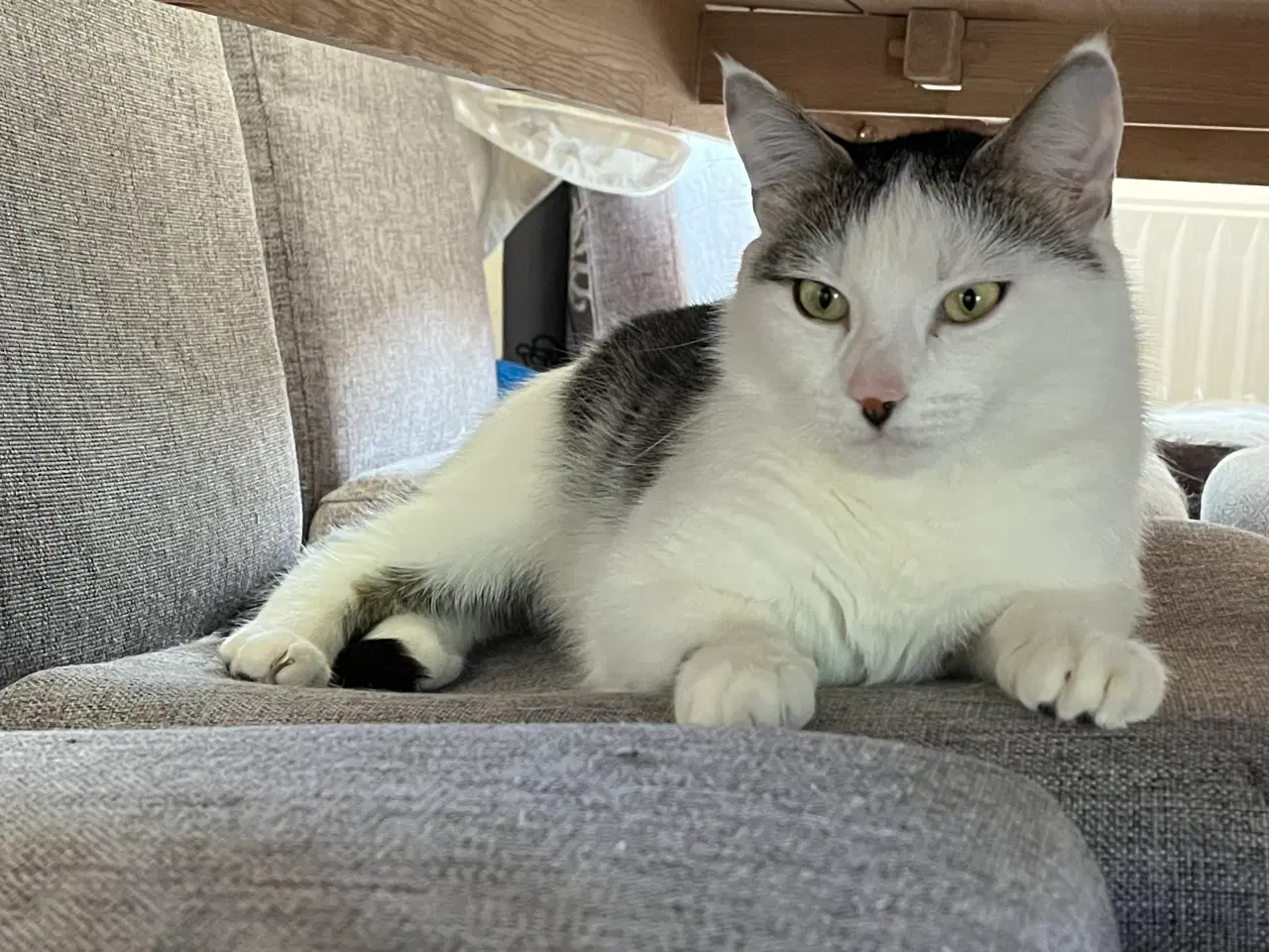 Billede 3 - Frida søger nyt hjem