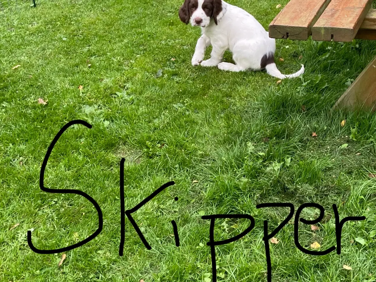 Billede 3 - FT springer spaniel