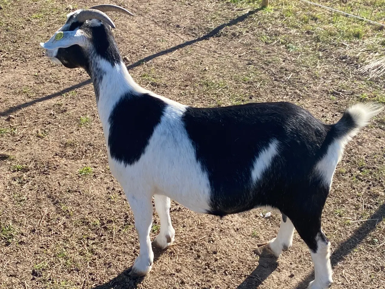 Billede 4 - Dansk landrace ged