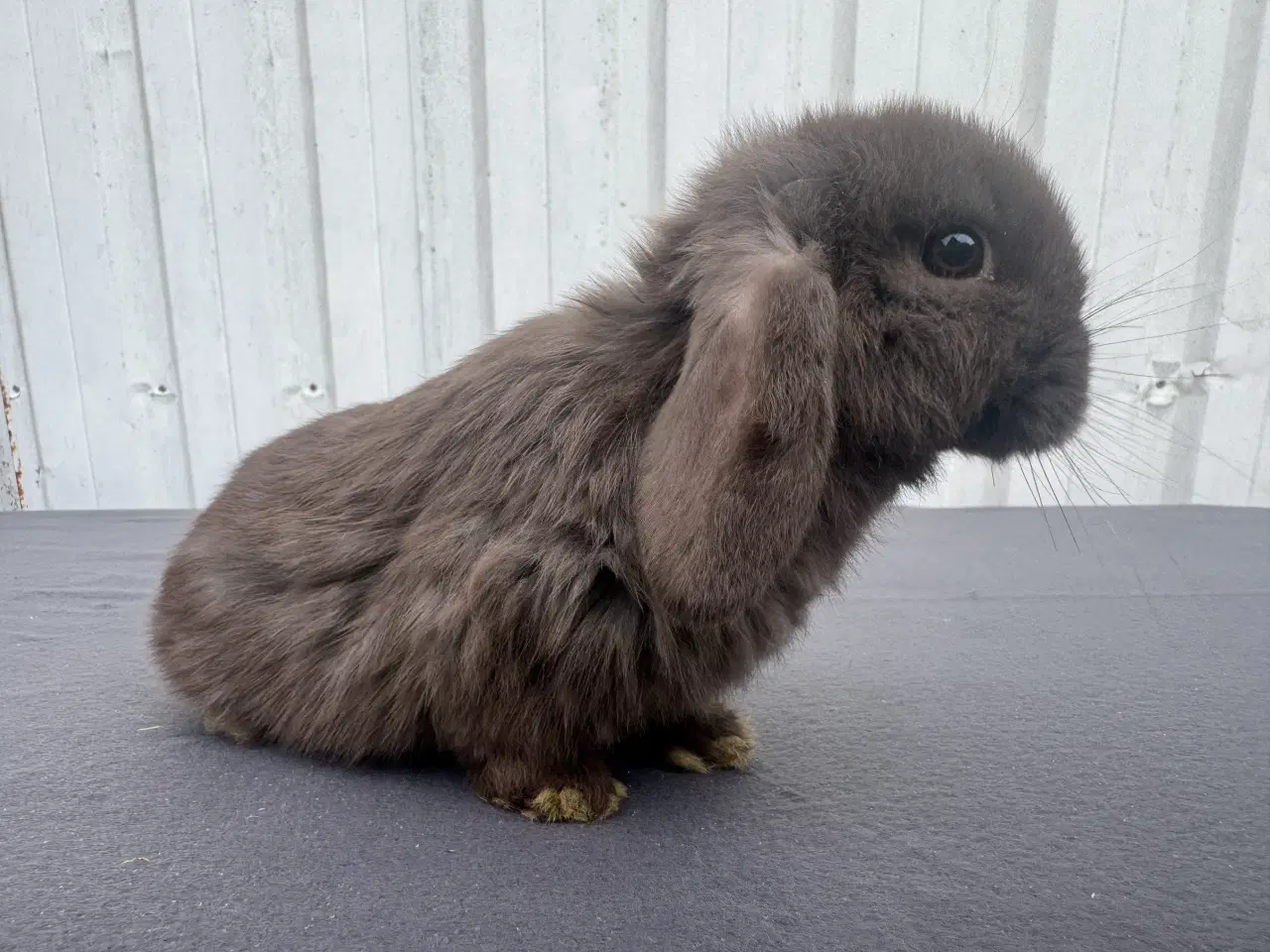 Billede 1 - Mini lop hunkanin salgsklar