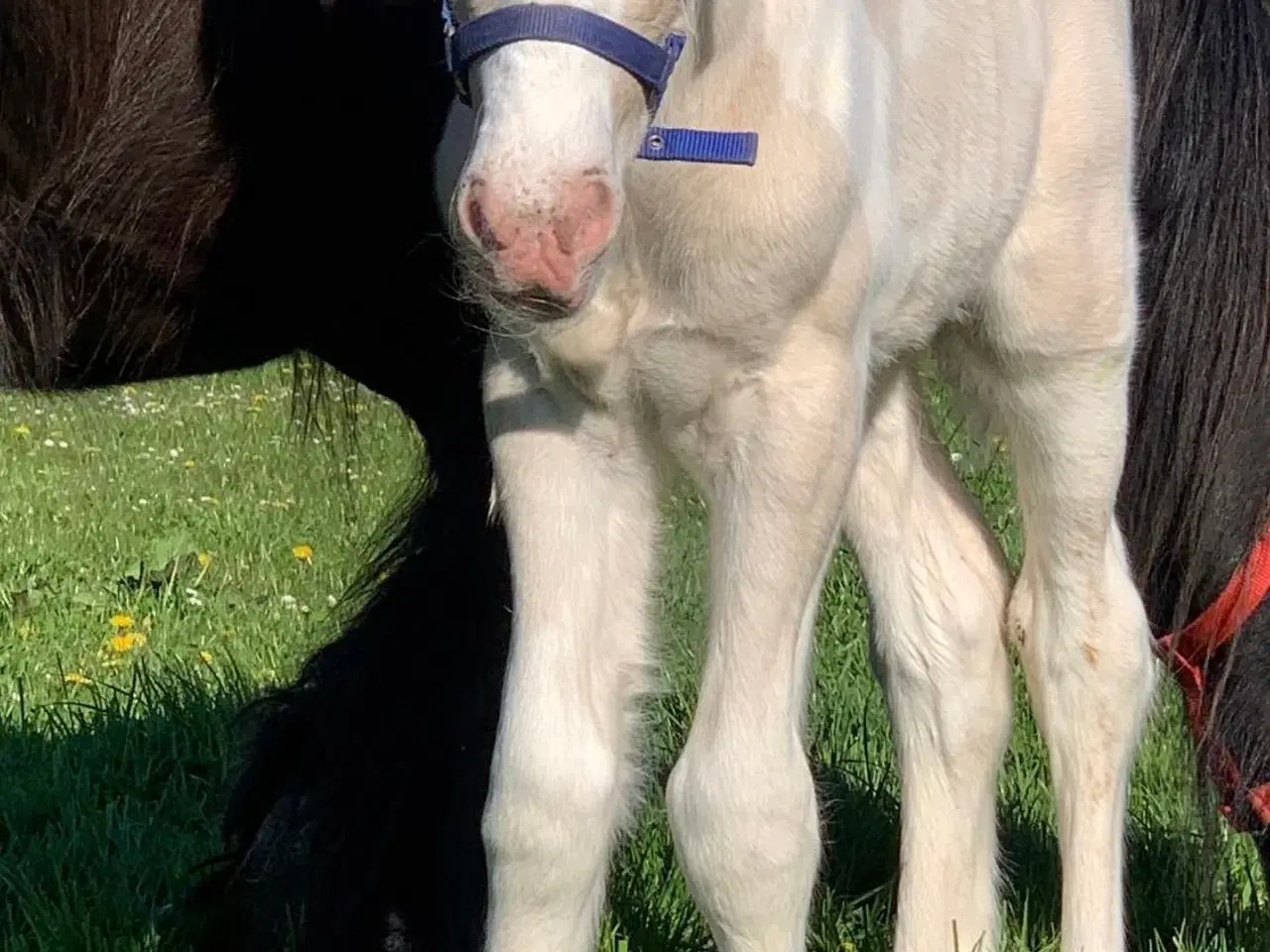 Billede 5 - Tinker hingsteplag. 