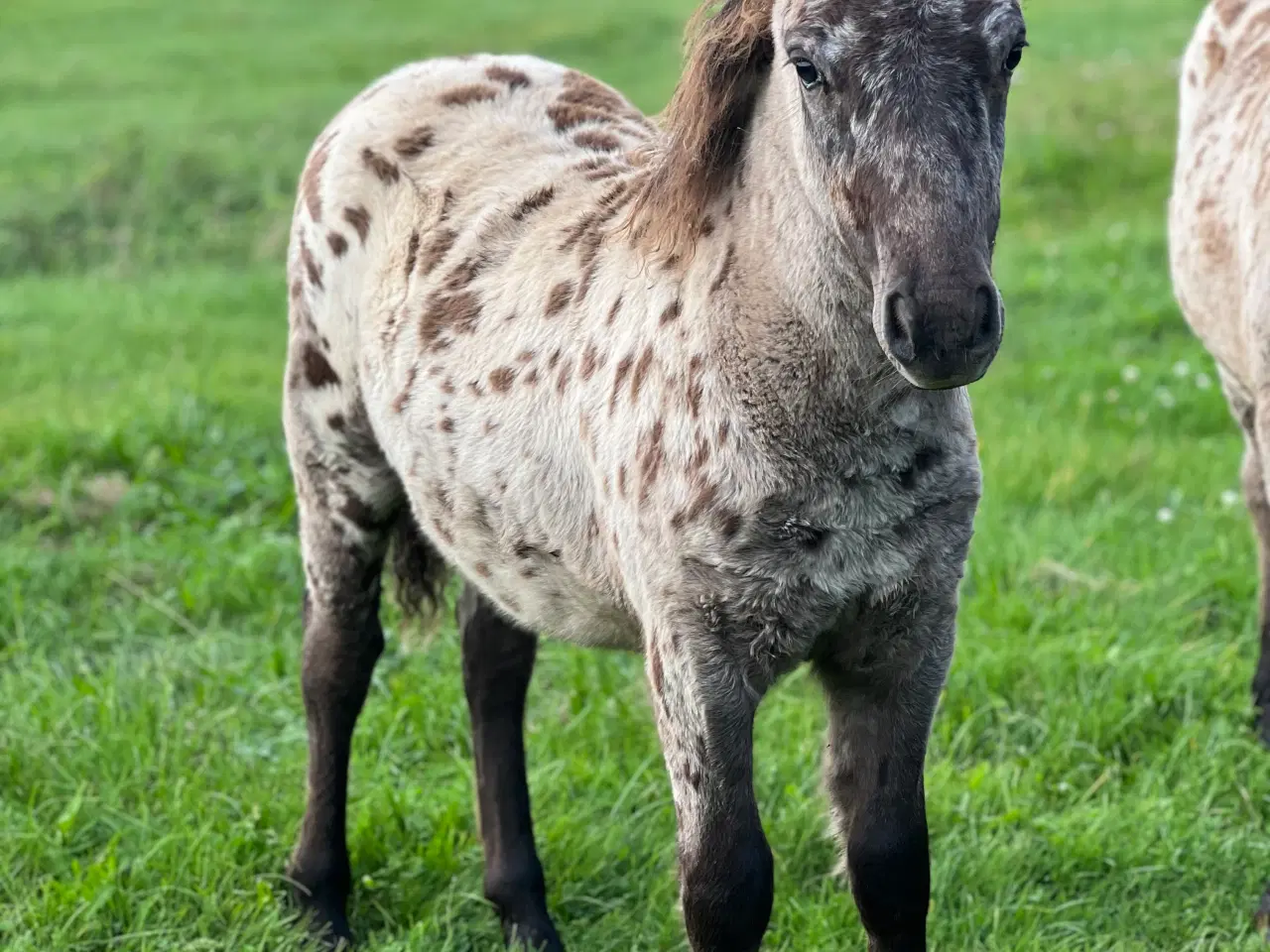 Billede 2 - Plettet pony føl!