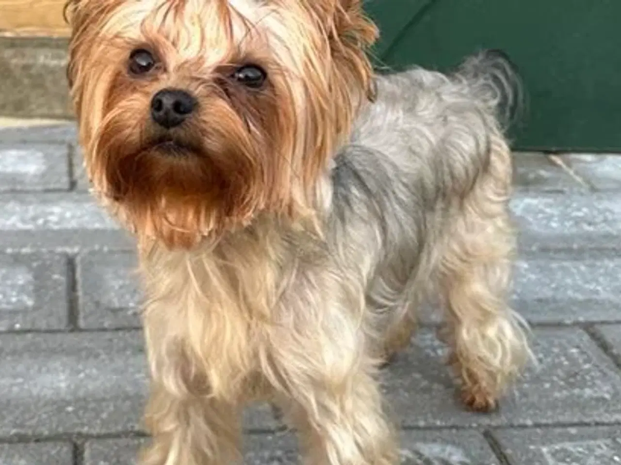 Billede 11 - Skønne Yorkshire Terrier hvalpe til salg!