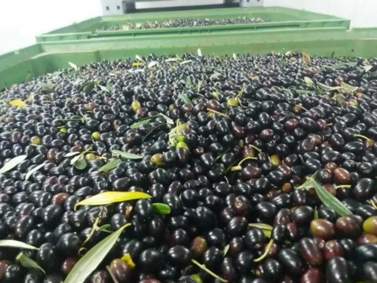 Billede 5 - Olivenolie