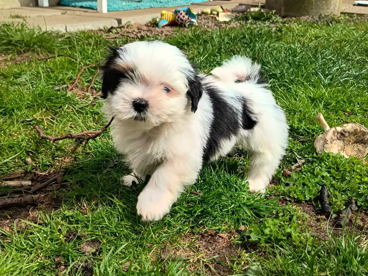 Billede 4 - Klar nu, lhasa apso 