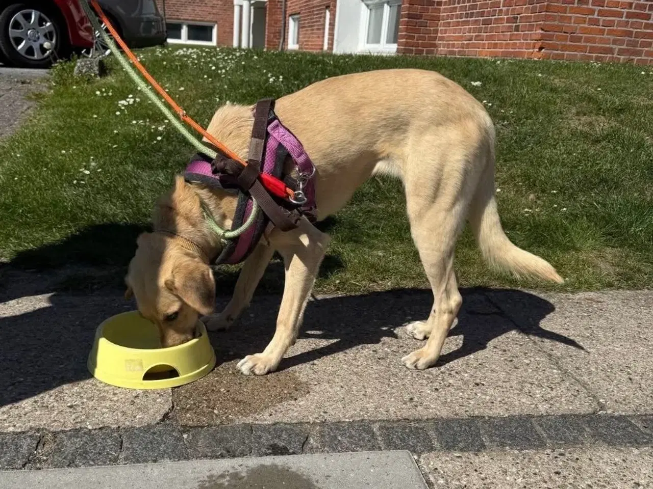 Billede 2 - Alya søger sit nye – og sidste – hjem ❤️