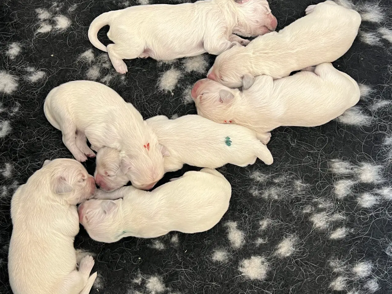 Billede 3 - Golden Retriever hvalpe 
