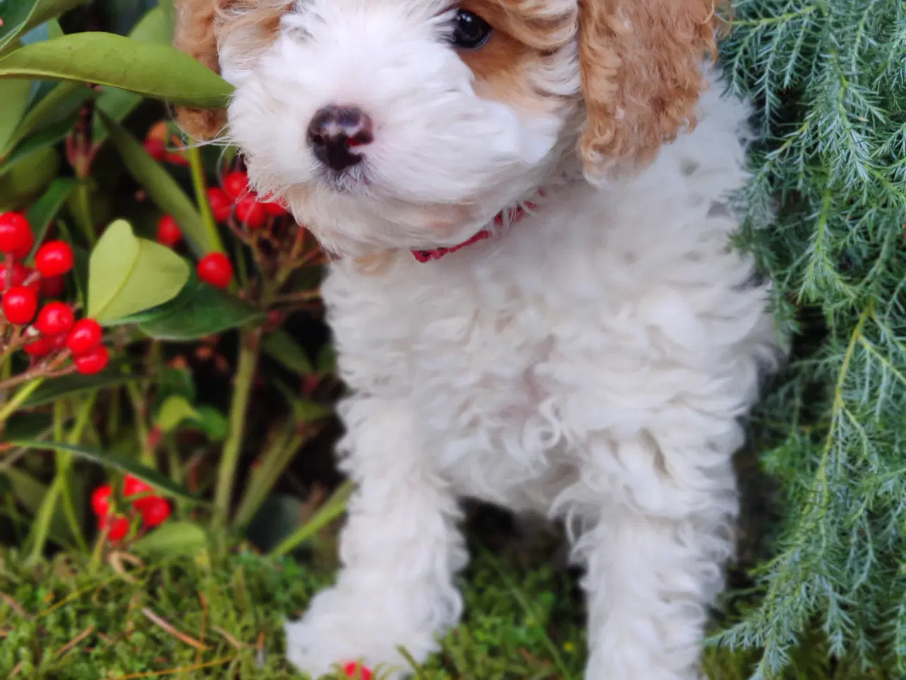 Billede 4 - Smuk skøn og kælen Cavapoo 1b 