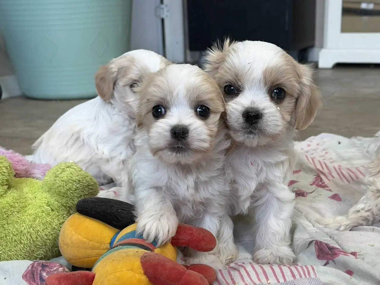 Billede 2 - Mini cavamalt babyer er rejse klar nu