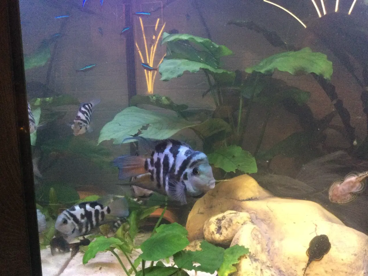 Billede 3 - Blue polar schilide