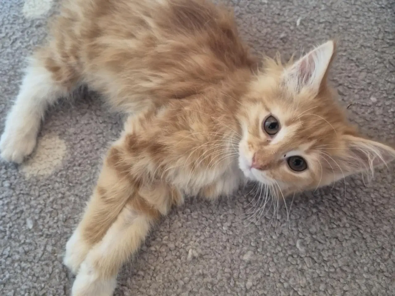 Billede 3 - Maine coon blanding 