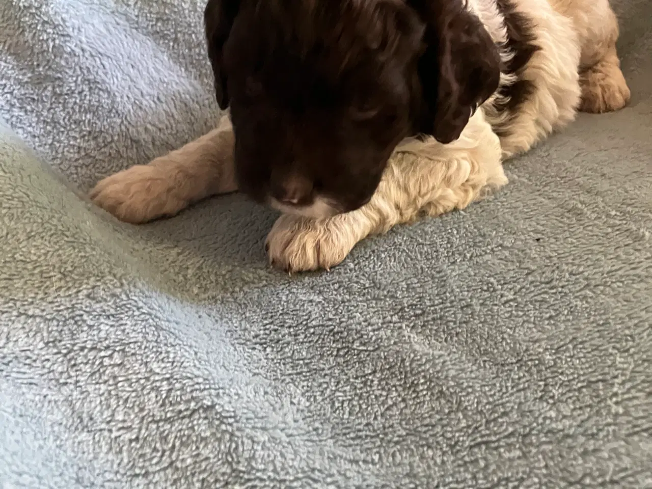 Billede 3 - Kleiner münsterländer/ Lagotto Romagnolo hvalpe 